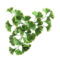 Ginkgo Blatt oder Pflanze auf transparent Hintergrund png