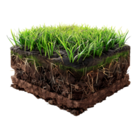 Wheatgrass supplement with Soil on Transparent Background png