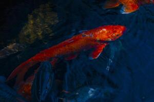 Swimming carp in the pond photo