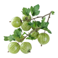 Gooseberry berries on Transparent Background png