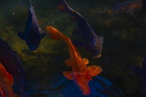 Swimming carp in the pond photo