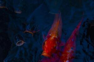 Swimming carp in the pond photo