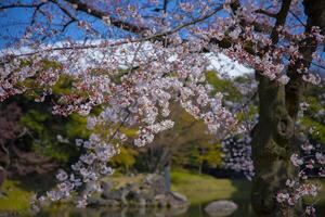 Cherry blossom at Koishikawa kourakuen park in Tokyo handheld closeup photo