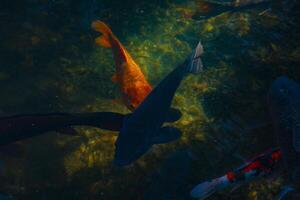 Swimming carp in the pond photo