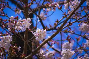 Cherry blossom at Koishikawa kourakuen park in Tokyo handheld closeup photo