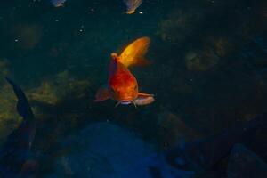 Swimming carp in the pond photo