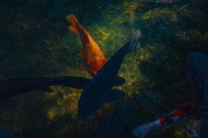 Swimming carp in the pond photo