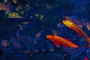 Swimming carp in the pond photo