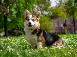 Funny dog tricolor corgi pembroke photo