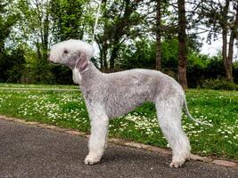 Funny Bedlington Terrier. A dog that looks like a sheep. photo