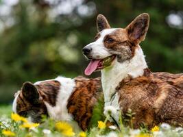 Funny two corgi cardigan dogs playing on a sunny lawn photo
