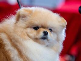 un gracioso perro de Pomerania, un minúsculo perro. foto