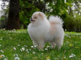 A funny spitz, a tiny dog. photo