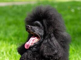 A very beautiful and elegant black poodle. photo