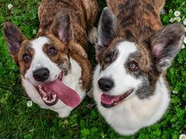 gracioso dos corgi cárdigan perros jugando en un soleado césped foto