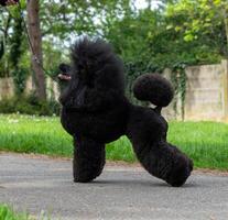 A very beautiful and elegant black poodle. photo