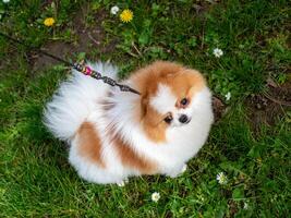 un gracioso perro de Pomerania, un minúsculo perro. foto