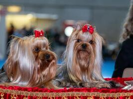 Funny Yorkshire terriers, tiny dogs. photo