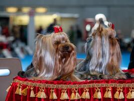 Funny Yorkshire terriers, tiny dogs. photo