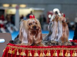 Funny Yorkshire terriers, tiny dogs. photo