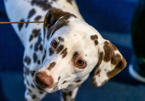 Beautiful white Dalmatian with brown spots. Elegant dog. photo