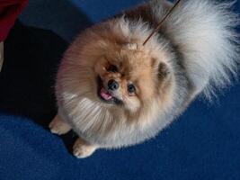 un gracioso perro de Pomerania, un minúsculo perro. foto