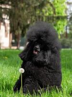 A very beautiful and elegant black poodle. photo