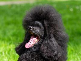 un muy hermosa y elegante negro caniche. foto