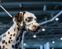 Beautiful white Dalmatian with brown spots. Elegant dog. photo