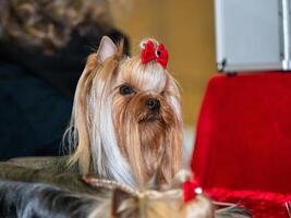 Funny Yorkshire terriers, tiny dogs. photo