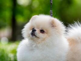 un gracioso perro de Pomerania, un minúsculo perro. foto