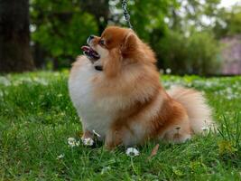 A funny spitz, a tiny dog. photo