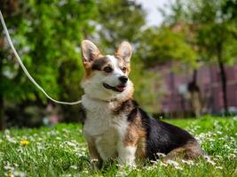 Funny dog tricolor corgi pembroke photo