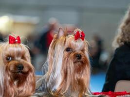 Funny Yorkshire terriers, tiny dogs. photo