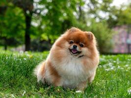 un gracioso perro de Pomerania, un minúsculo perro. foto