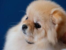 un gracioso perro de Pomerania, un minúsculo perro. foto