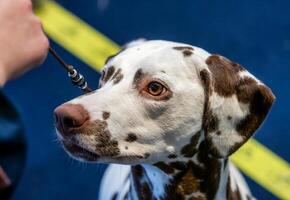 Beautiful white Dalmatian with brown spots. Elegant dog. photo