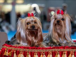 Funny Yorkshire terriers, tiny dogs. photo