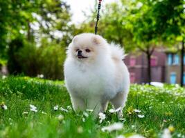 A funny spitz, a tiny dog. photo