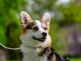 Funny dog tricolor corgi pembroke photo