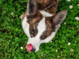 Funny two corgi cardigan dogs playing on a sunny lawn photo