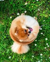 un gracioso perro de Pomerania, un minúsculo perro. foto