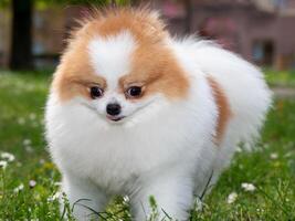 A funny spitz, a tiny dog. photo