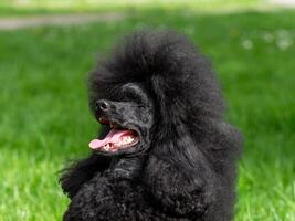 A very beautiful and elegant black poodle. photo