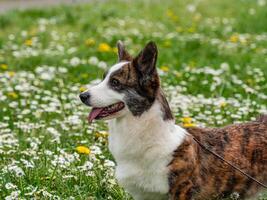 gracioso dos corgi cárdigan perros jugando en un soleado césped foto