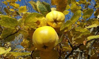 Close-up photo of ripe quinces on a branch on a sunny autumn day