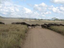 Wildebeests cross a road during the great migration in Serengeti National Park, Tanzania photo