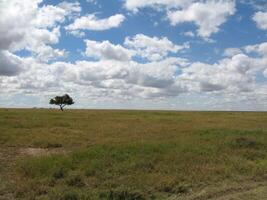 Scenic horizon and beautiful landscape with lone tree in savannah and sky filled with clouds in Serengeti National Park photo