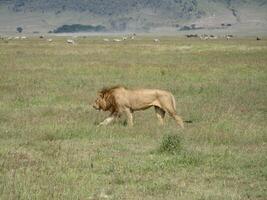 An adult lion walks calmly through a meadow while in the background herds of zebra and wildebeest graze peacefully in the Ngorongoro Crater photo