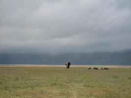 A lone elephant in a meadow in Ngorongoro Crater, Tanzania photo